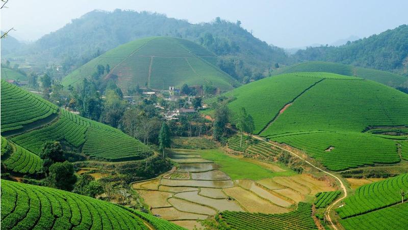 Suối Giàng xứ sở chè Shan tuyết cổ thụ nổi tiếng