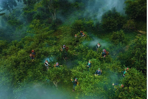 Du lịch Suối Giàng Yên Bái - Vùng đất chè Shan Tuyết cổ thụ