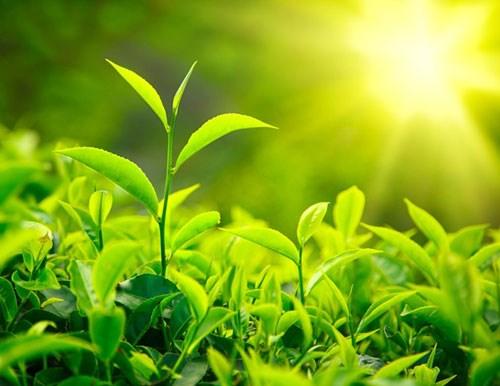 Nguồn gốc của lá trà