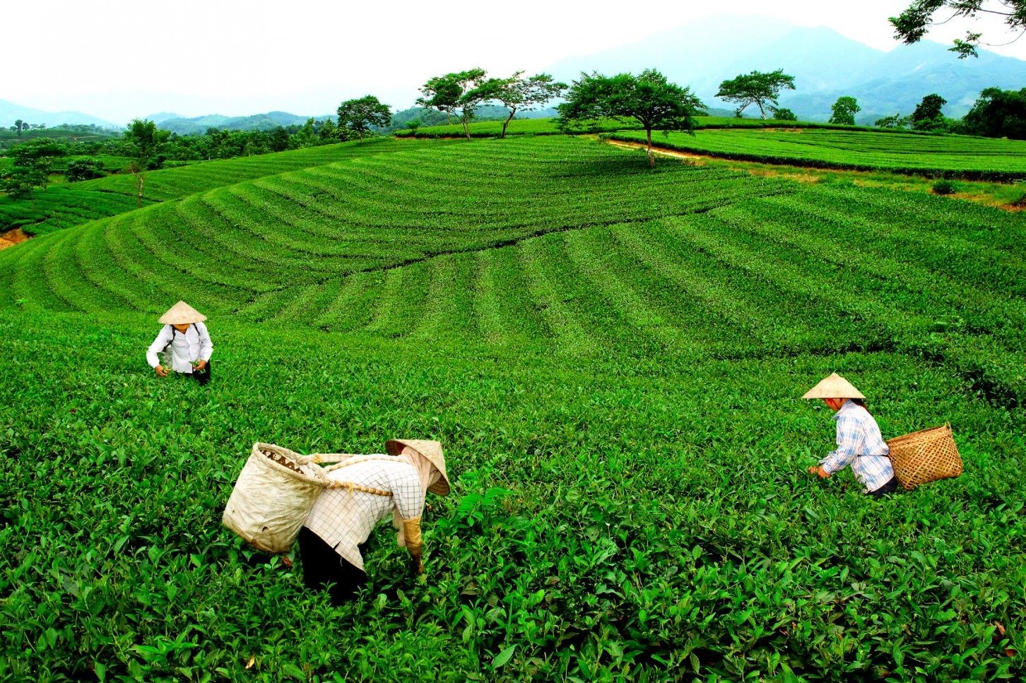 Trà búp Tân Cương là gì? Phương thức hái trà đặc trưng tại Thái Nguyên ...