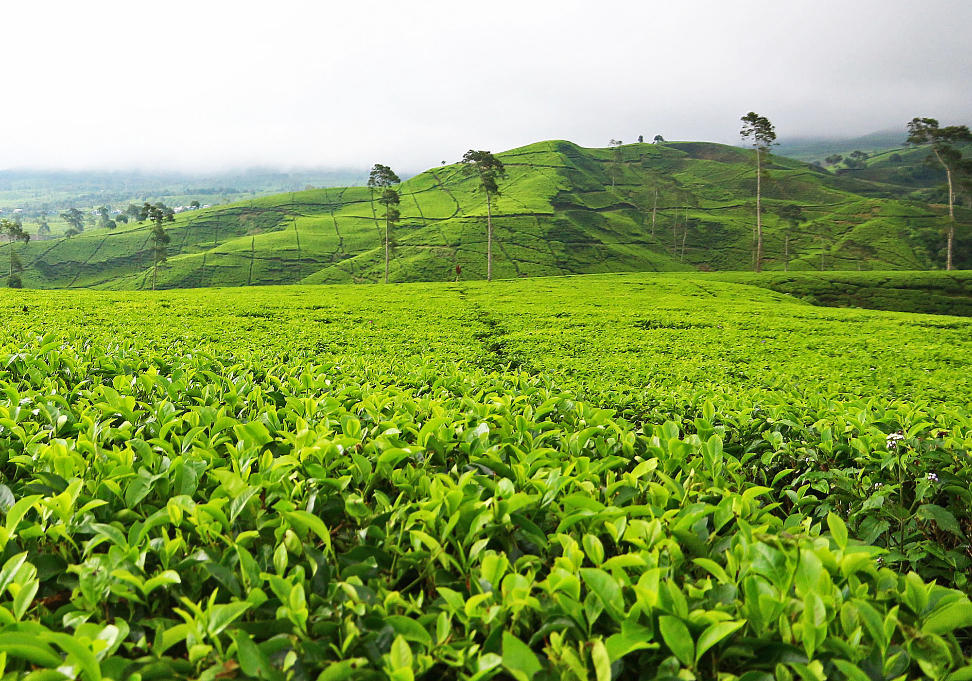 Most viewed Tea Plantation wallpapers | 4K Wallpapers