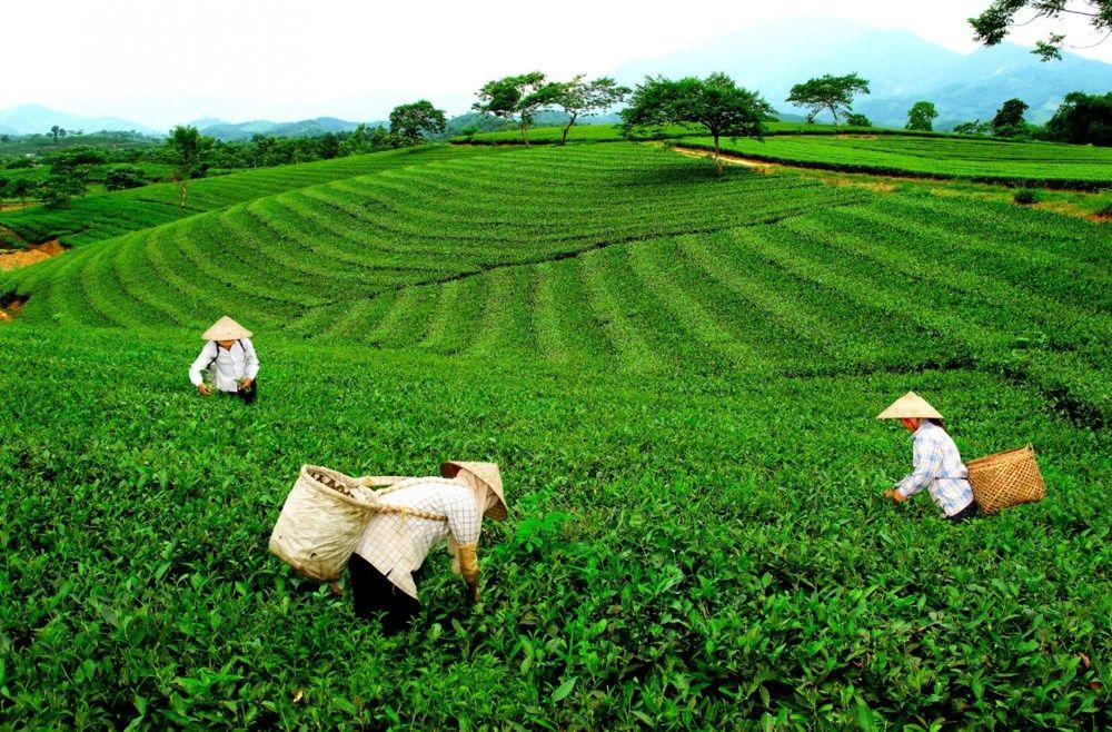Những vùng trồng chè nổi tiếng của Thái