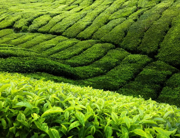 Tea plantation Cameron highlands, Malaysia Stock Photo by ©Iakov 5981198
