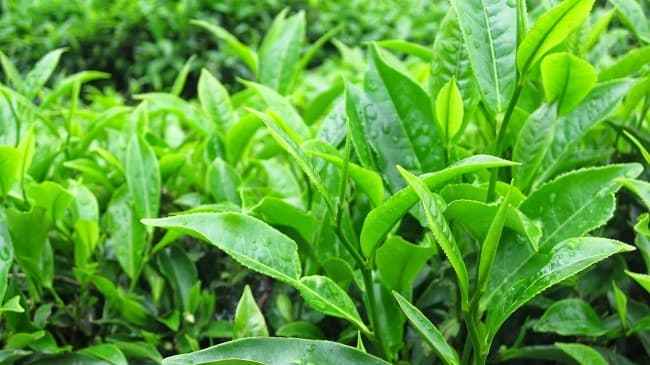 Chè - Công Dụng - Liều Dùng - Kiêng Kỵ