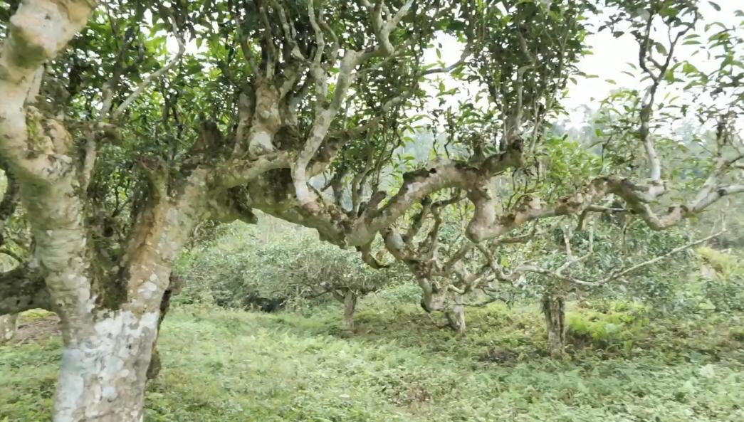 Lên Túng Sán ngắm những cây chè cổ thụ hàng trăm năm tuổi | Dân tộc và Phát triển