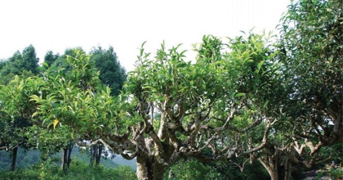 Loại đặc sản đắt đỏ bậc nhất Việt Nam chỉ sống trên núi cao, có cây cổ thụ 500 tuổi được trả hơn 6 tỷ