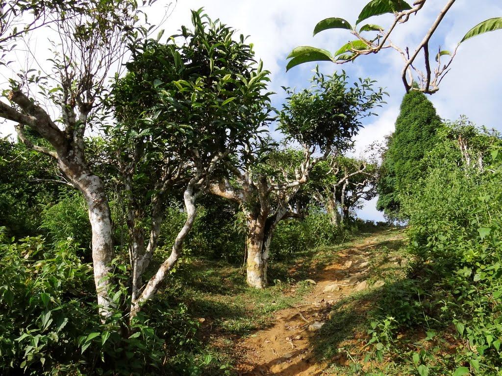 Trà Shan Tuyết cổ thụ Tà Xùa - Thức trà của núi rừng Tây Bắc

			 | Plantrip Cha