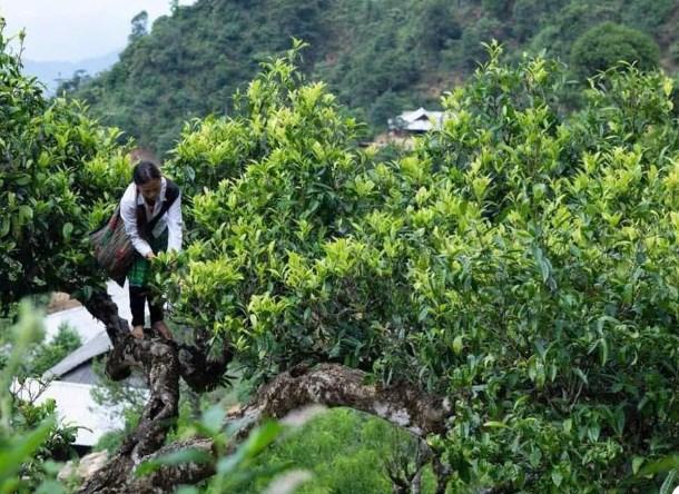 Trà Suối Giàng: Di sản núi rừng Tây Bắc