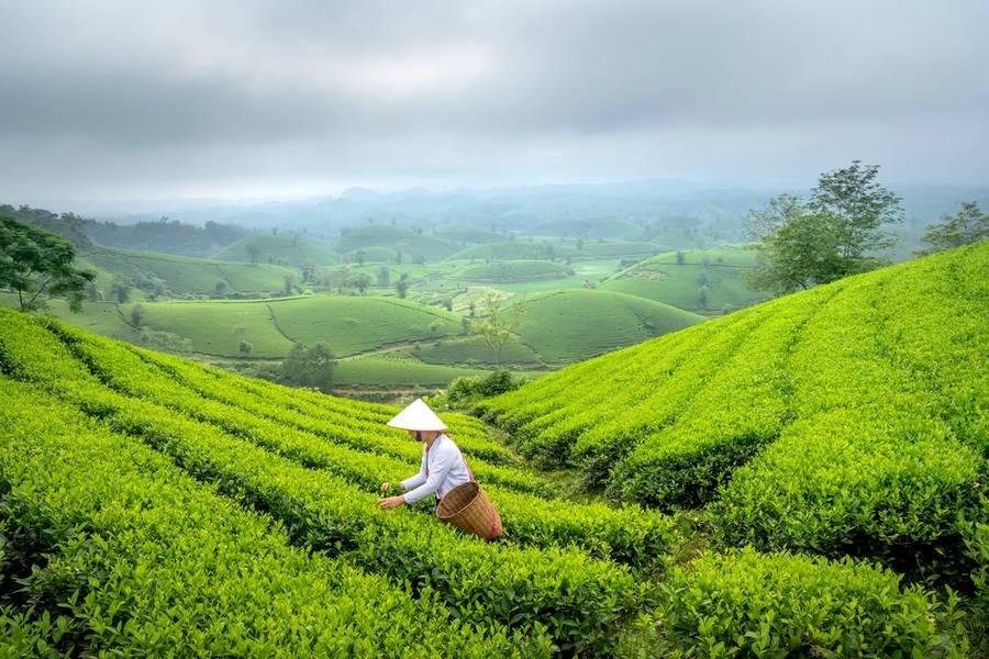 Đồi chè Long Cốc - Thiên đường du lịch mới ở Phú Thọ