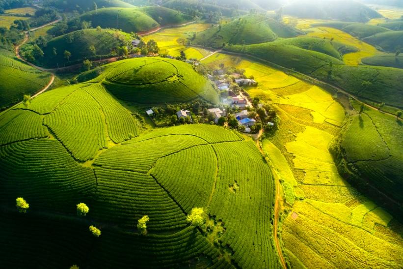 Khám phá cảnh đẹp Đồi chè Long Cốc có một không hai