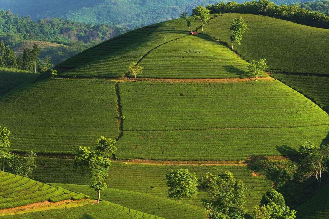 Đồi chè Long Cốc - Thiên đường du lịch mới ở Phú Thọ