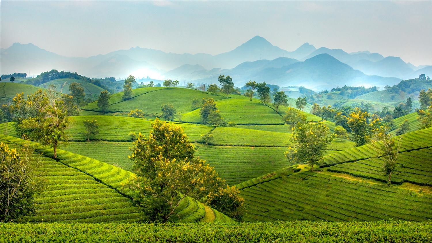 Đồi chè Long Cốc - Thiên đường săn mây | Dân tộc và Phát triển