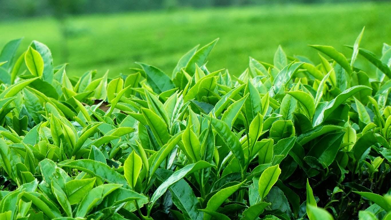 Trà Thái Nguyên là gì? Giới Thiệu Về Trà Thái Nguyên