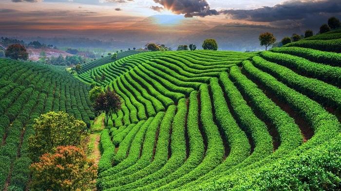 Thả hồn mình theo mây trời ở làng Trà Long Tỉnh Hàng Châu
