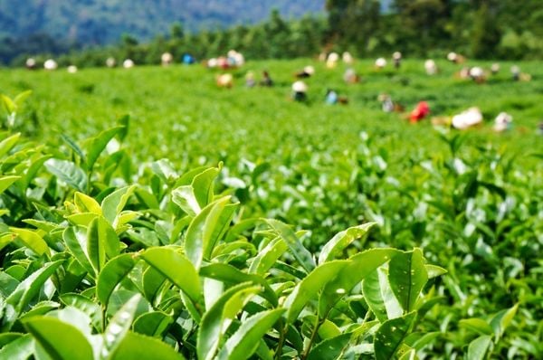NHỮNG ĐỊA DANH TRỒNG TRÀ NỔI TIẾNG TẠI VIỆT NAM