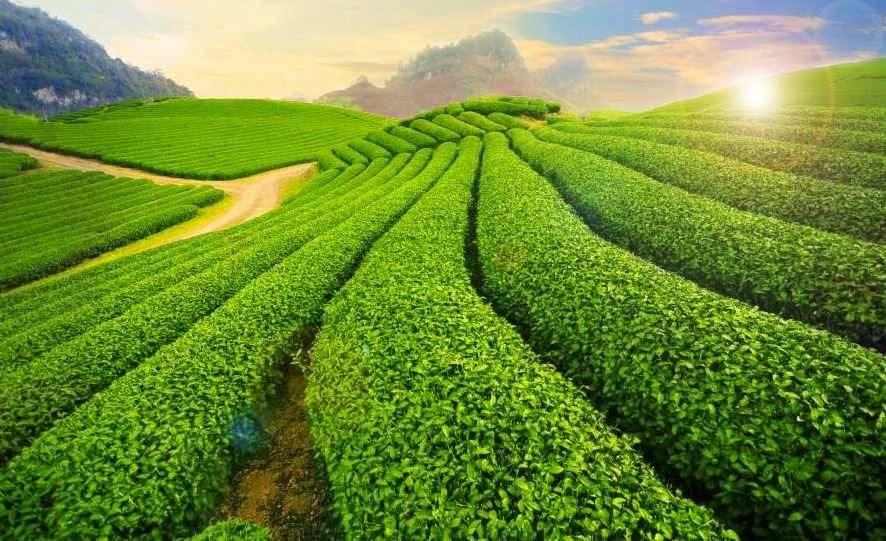 Cao nguyên Mộc Châu - thiên đường xanh thơ mộng