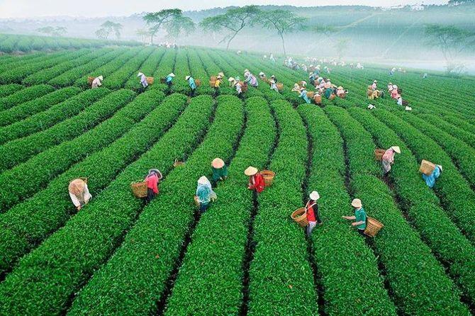 5 Công Ty Sản Xuất Trà & Kinh Doanh Trà Thái Nguyên Cao Cấp, Chính Gốc