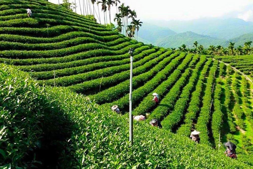 Trà Olong Bảo Lộc là gì? Đặc điểm và những lợi ích nổi bật