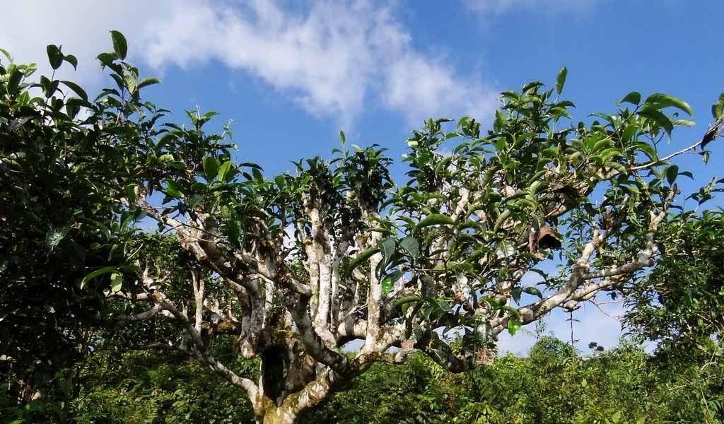 Chè shan tuyết có gì đặc sắc mà nhiều người muốn thử đến thế?

			 – Trà Chính Sơn
