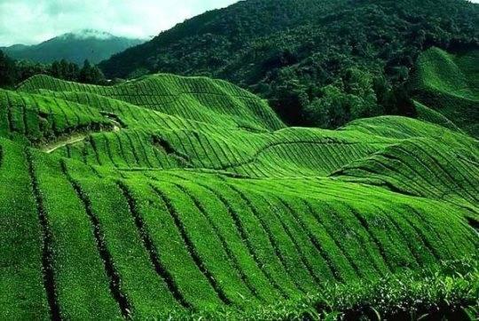 Vùng trà Vân Nam, Trung Quốc - Khởi nguồn danh trà phổ nhĩ

			 | Plantrip Cha