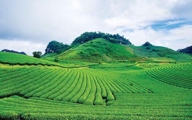 Miên man những nương chè xanh ngát ở Mộc Châu | Dulich24.com.vn