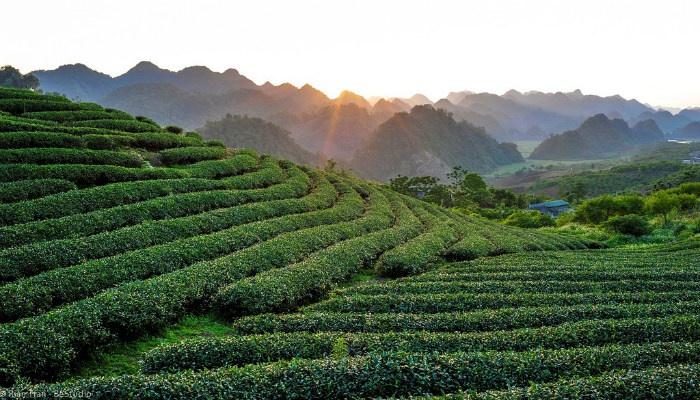Đồi chè Mộc Châu! Mùa nào đẹp nhất?