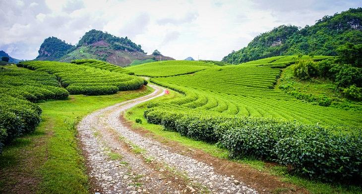 The Most Breathtaking Tea Gardens in the World