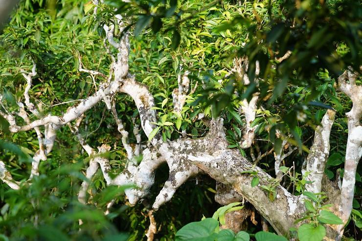 Cận cảnh "cụ” chè Shan tuyết hàng trăm tuổi: Khách trả giá 400 triệu nhưng gia đình không bán