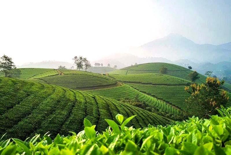 Phú Thọ: Phát triển cây chè bền vững, nâng cao giá trị gia tăng