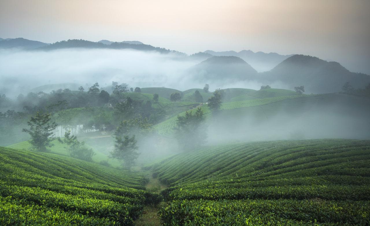 Đồi chè Long Cốc - Phú Thọ, một trong những đồi chè đẹp nhất Việt Nam