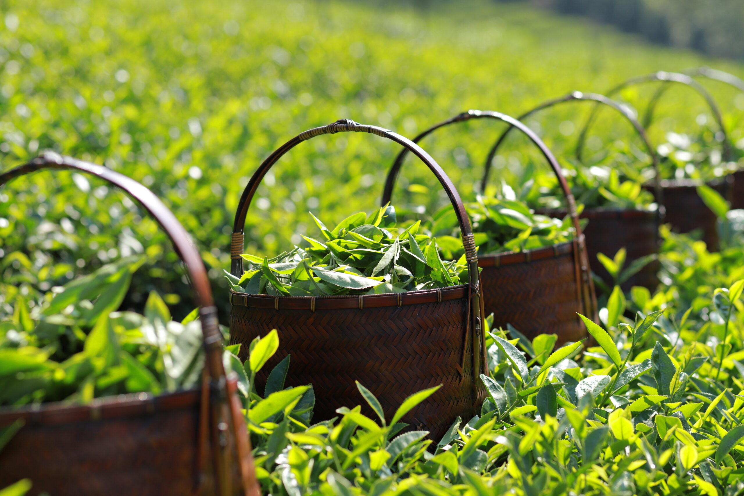 80% Sản Lượng Trà Ô Long Long Đỉnh Được Xuất Khẩu – Long Dinh Tea