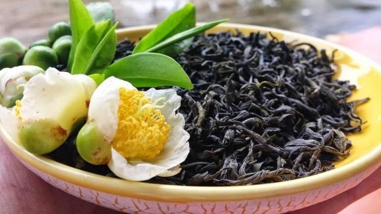 Phát triển bền vững chè shan tuyết, tạo dựng sinh kế cho bà con dân tộc thiểu số | Báo Lào Cai điện tử