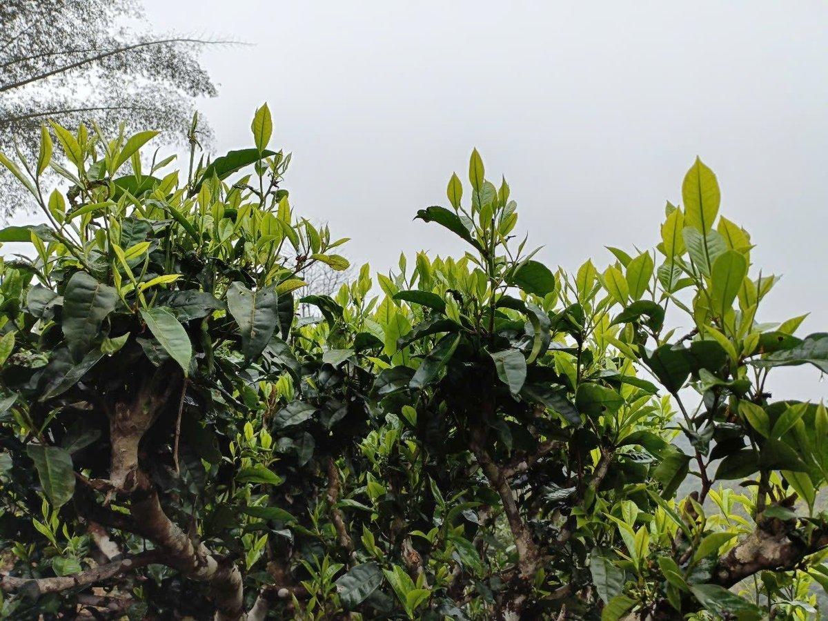 Shan Tuyet tea: ‘Heavenly treasure’ in the international market