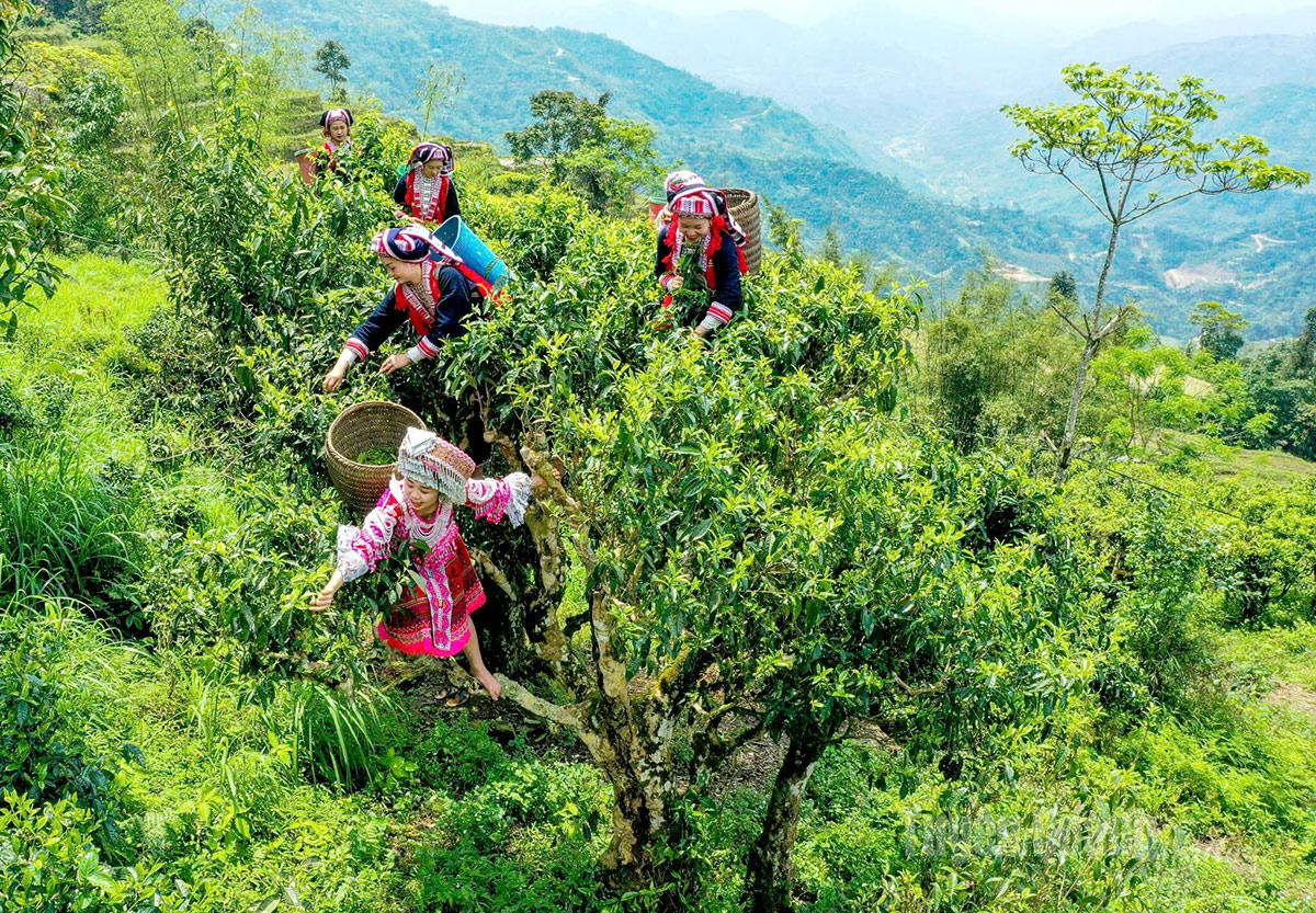Thời điểm vàng của mùa hái trà Shan