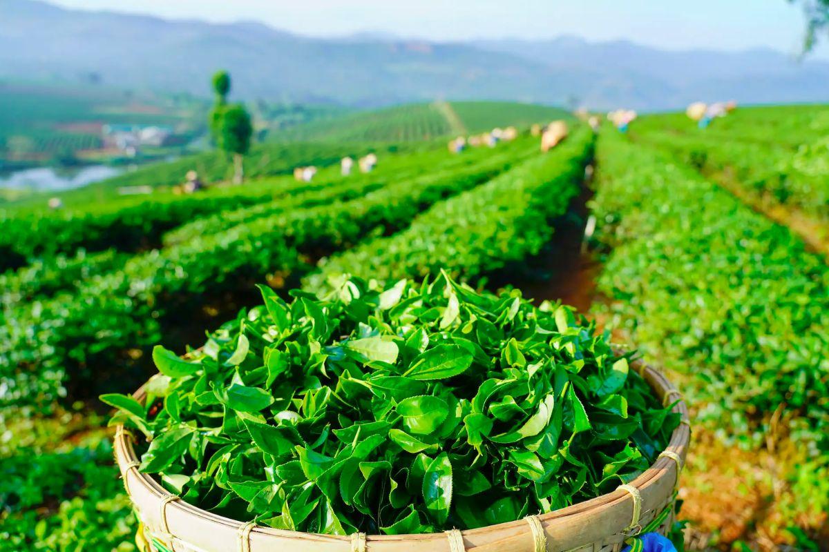 Hành Trình Tạo Nên Một Tách Trà Bảo Lộc – Quy Trình Chế Biến Trà Truyền ...