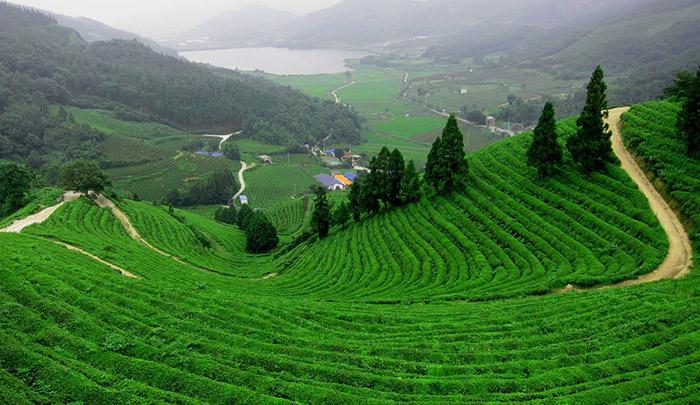 Đồi chè Tân Cương Thái Nguyên | Hình ảnh, du lịch, review