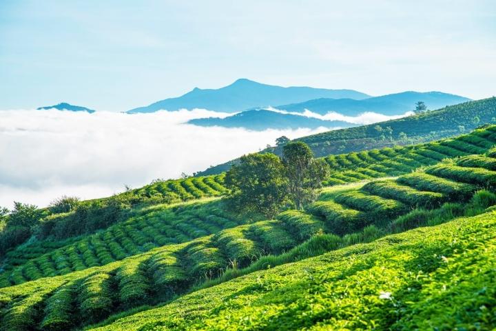 Đồi chè Tâm Châu Bảo Lộc có gì hấp dẫn?